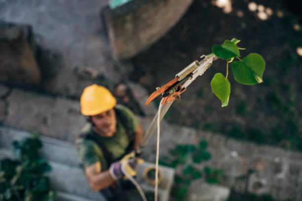 Best Storm Damage Tree Cleanup  in Fredonia, NY